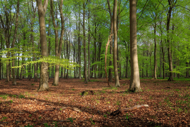 Обои картинки фото природа, лес, деревья