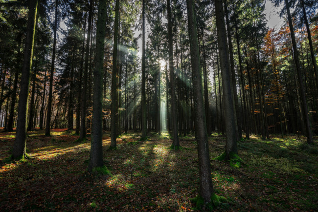 Обои картинки фото природа, лес, деревья