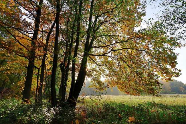 Обои картинки фото природа, лес, деревья