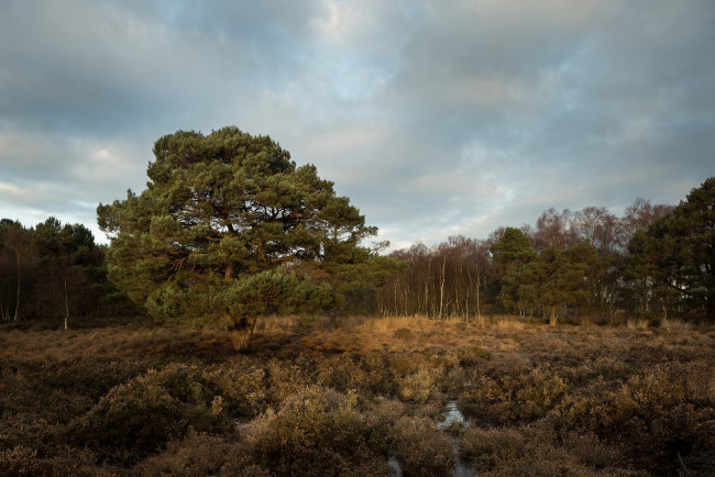 Обои картинки фото природа, лес, деревья