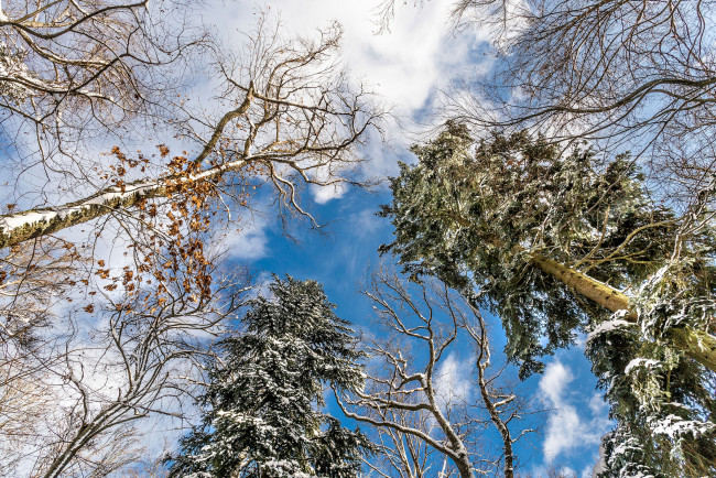 Обои картинки фото природа, лес, деревья