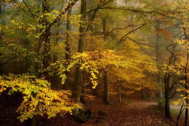 Обои картинки фото природа, лес, деревья