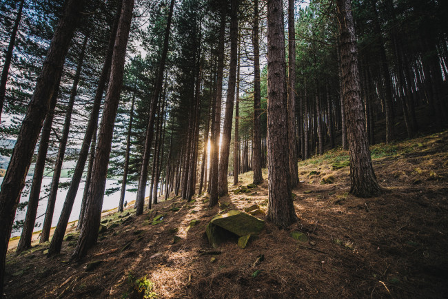 Обои картинки фото природа, лес, деревья