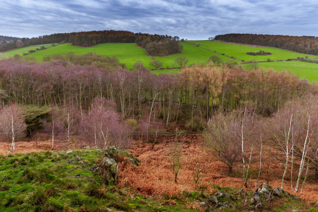 Обои картинки фото природа, пейзажи, деревья