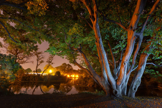 Обои картинки фото природа, реки, озера, река, лес