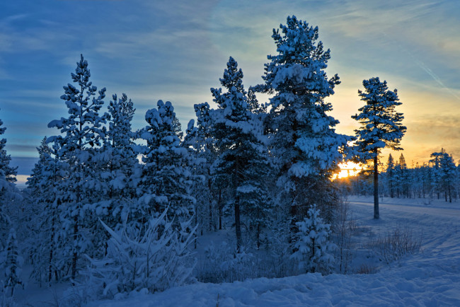 Обои картинки фото природа, зима, снег