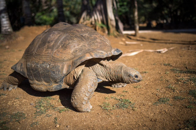 Обои картинки фото животные, Черепахи, черепаха