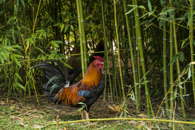 Обои картинки фото животные, куры,  петухи, петя