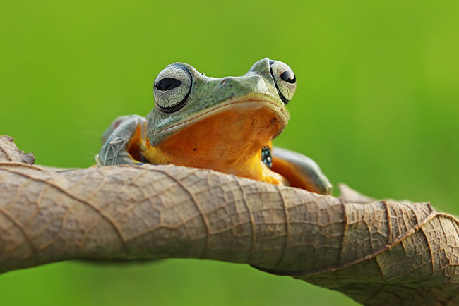 Обои картинки фото животные, лягушки, фон, макро, лягушка, коряга