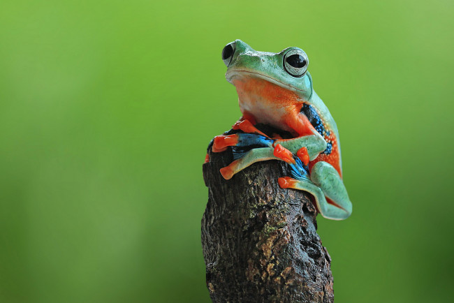 Обои картинки фото животные, лягушки, лягушка, фон, макро, коряга