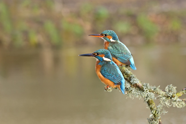 Обои картинки фото животные, зимородки, ветка, зимородок, птицы, пара