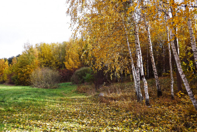 Обои картинки фото природа, лес, деревья