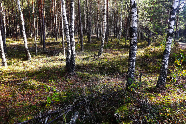 Обои картинки фото природа, лес, деревья