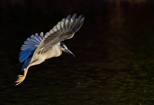 Обои картинки фото животные, цапли,  выпи, ночь, цапля