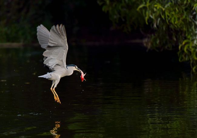 Обои картинки фото животные, цапли,  выпи, цапля, ночь