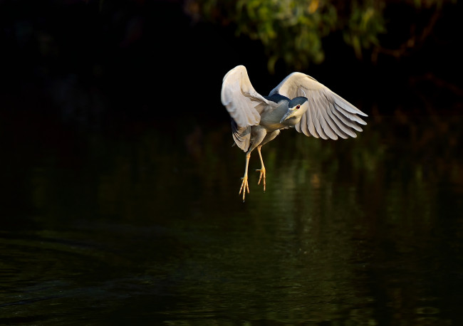 Обои картинки фото животные, цапли,  выпи, цапля, ночь