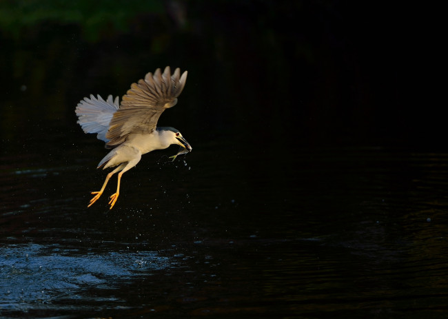 Обои картинки фото животные, цапли,  выпи, цапля, ночь