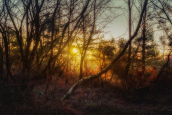 Картинка природа лес деревья