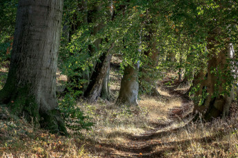 Картинка природа лес деревья