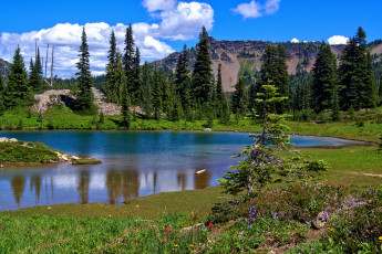 Картинка природа реки озера река лес