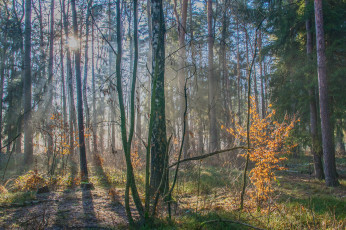 Картинка природа лес деревья