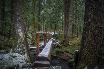 Картинка природа лес деревья