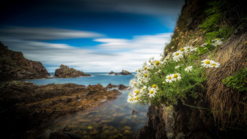Картинка природа побережье ромашки скалы