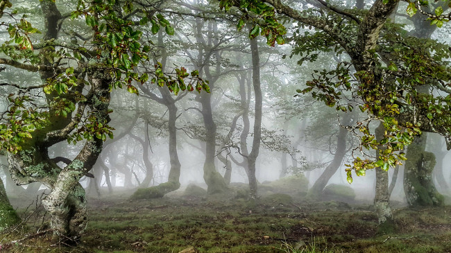 Обои картинки фото природа, лес, деревья