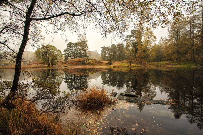 Обои картинки фото природа, реки, озера, река, лес