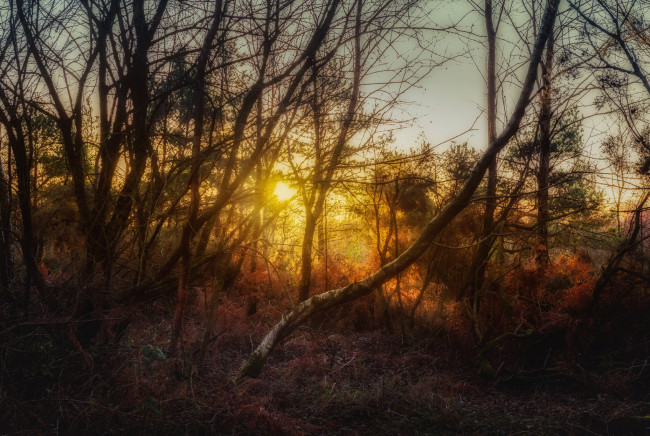 Обои картинки фото природа, лес, деревья