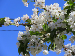 Картинка цветы цветущие+деревья+ +кустарники весна 2018 апрель