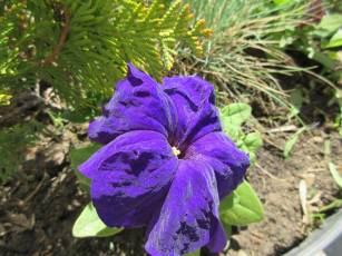 Картинка цветы петунии +калибрахоа весна 2018 апрель