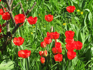 Картинка цветы тюльпаны весна 2018 апрель