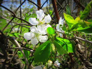 Картинка цветы тюльпаны весна 2018 апрель