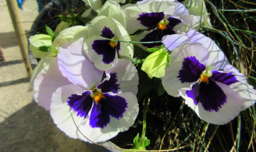 Картинка цветы анютины+глазки+ садовые+фиалки весна 2018 апрель