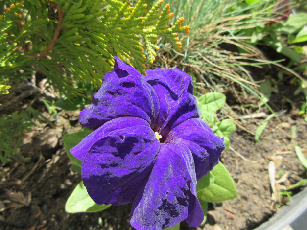 Обои картинки фото цветы, петунии,  калибрахоа, весна, 2018, апрель