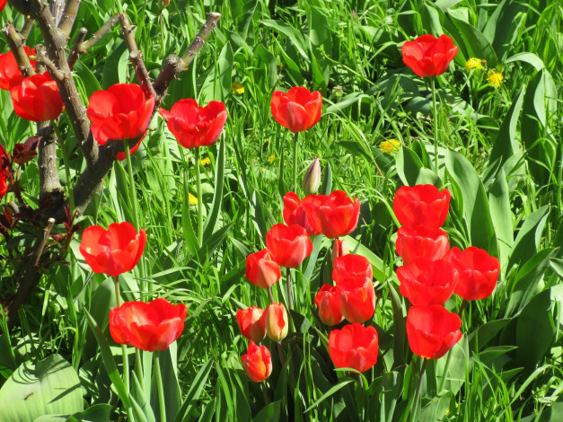 Обои картинки фото цветы, тюльпаны, весна, 2018, апрель