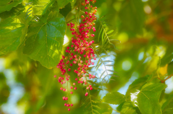 Картинка природа ягоды