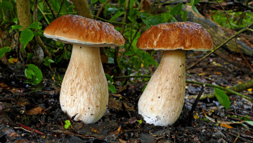 Картинка природа грибы боровик