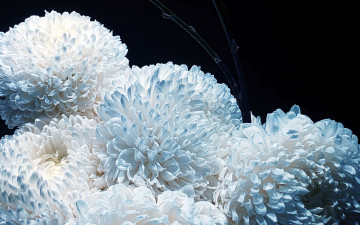 Картинка цветы хризантемы макро