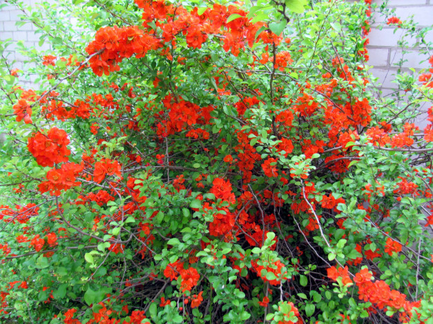 Обои картинки фото цветы, айва, куст, алые