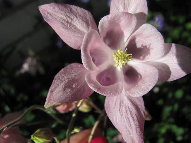 Обои картинки фото цветы, аквилегия , водосбор, розовая, аквилегия, макро