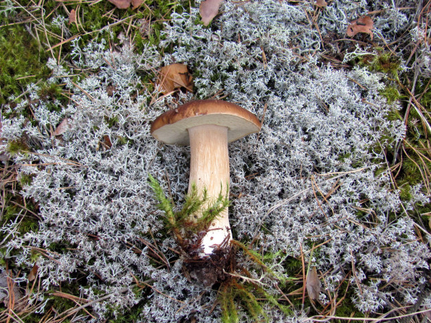 Обои картинки фото еда, грибы,  грибные блюда, мех, боровик