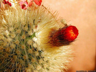 Картинка цветы кактусы