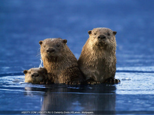 Картинка животные бобры