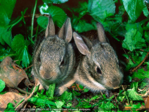 Картинка животные кролики зайцы