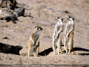 Картинка животные сурикаты