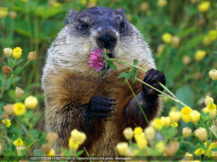 Картинка животные суслики сурки