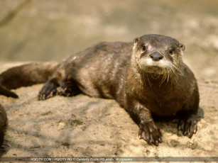 Картинка животные выдры каланы ондатры