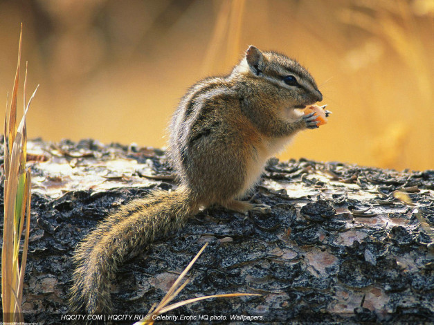 Обои картинки фото животные, бурундуки